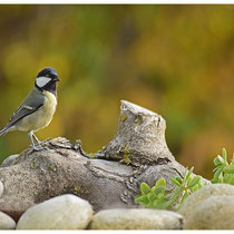 Mésange charbonnière