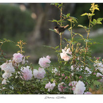 Fauvette Mélanocéphale