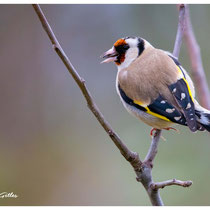 Chardonneret élégant