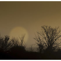 Corneille au matin brumeux