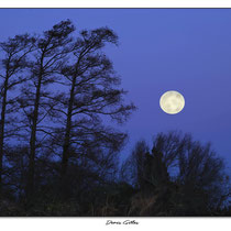 La lune du loup sur les bords du Vaccares
