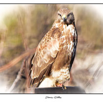 Buse variable