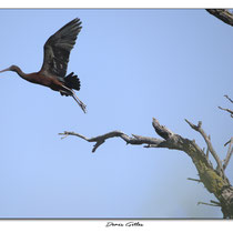 Ibis noir