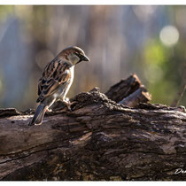 Moineau domestique (mâle)