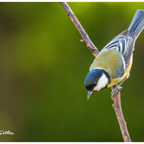 Mésange charbonnière
