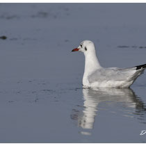 Mouette