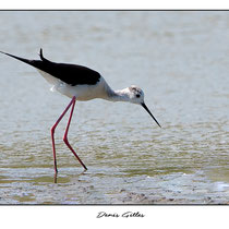 Echasse blanche