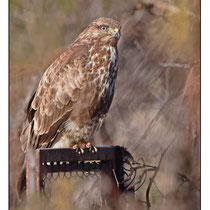 Buse variable