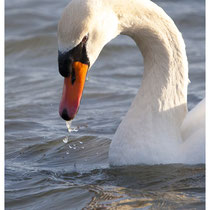 Cygne