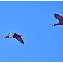 Ibis falcinelle à ne pas confondre avec l'Ibis sacré plus blanc