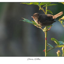Fauvette Mélanocéphale