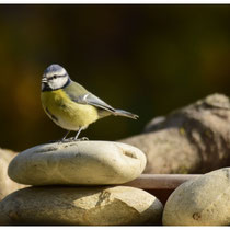 Mésange bleue