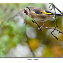 Chardonneret élégant