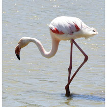 Flamant rose