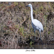 Grande aigrette