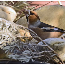 Gros bec casse noyau mâle aux couleurs d'hiver