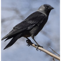 Corneille noire