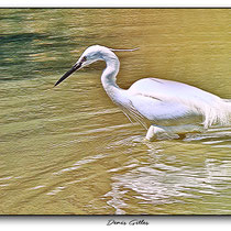 Grande Aigrette