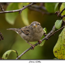 Moineau domestique femelle