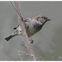Moineau domestique (mâle)