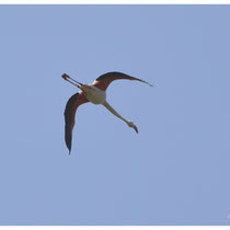 Flamant en vol