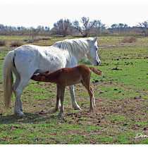 Chevaux Camarguais