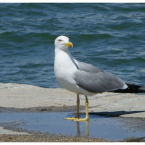 Goéland marin argenté