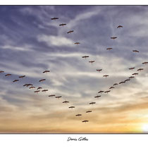 Vol caractéristique de flamants