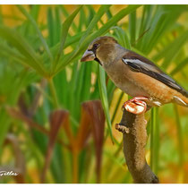 Gros bec casse noyau