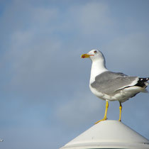 Goéland marin argenté
