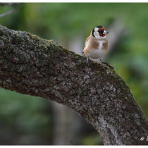 Chardonneret élégant