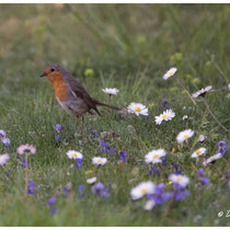 Rouge gorge