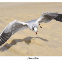 Mouette vol rasant