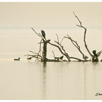 héron et Cormorans
