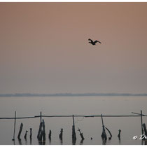 Vol d'un cormoran