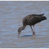 Ibis noir
