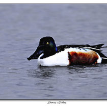 Canard souchet
