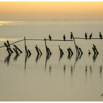 Cormorans