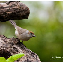 Fauvette femelle à calotte rousse