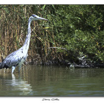 Héron cendré