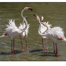 Flamants Pont de Gau parade nuptiale