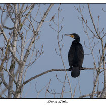 Cormoran