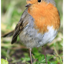 Rouge gorge