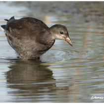 Gallinule juvénile