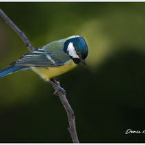 Mésange charbonnière