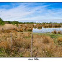 Etang de Scamandre