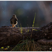 Féerie de gouttes d'eau