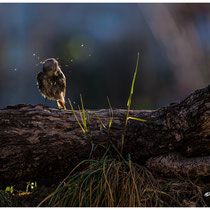La toilette matinale du rouge queue