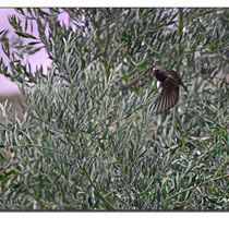 Envol étourneau sansonnet