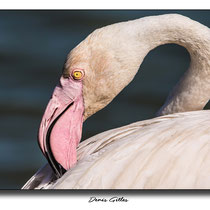 Flamant rose